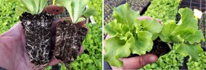 mineral_green-seedlings