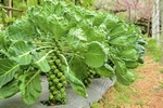 cruciferous_veg_2