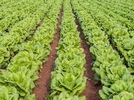 green_leaf_veg_1