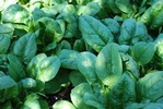 green_leaf_veg_2