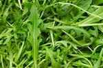 green_leaf_veg_3