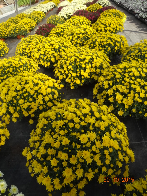 chrysanthemum_25