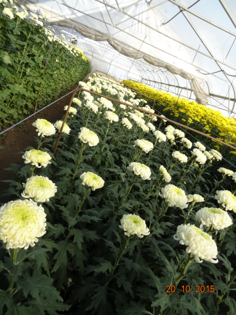 chrysanthemum_26