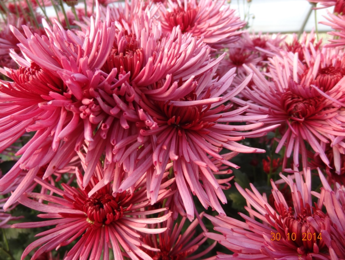 chrysanthemum_29