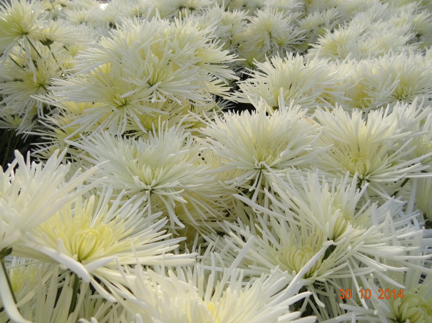 chrysanthemum_30