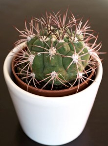kaktus2