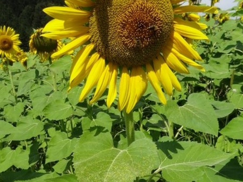 sunflower_10-3