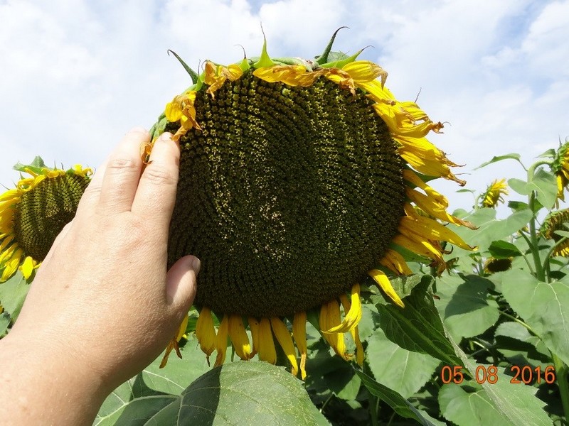 sunflower_18