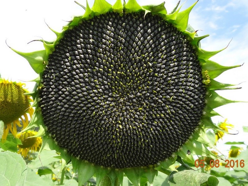 sunflower_20
