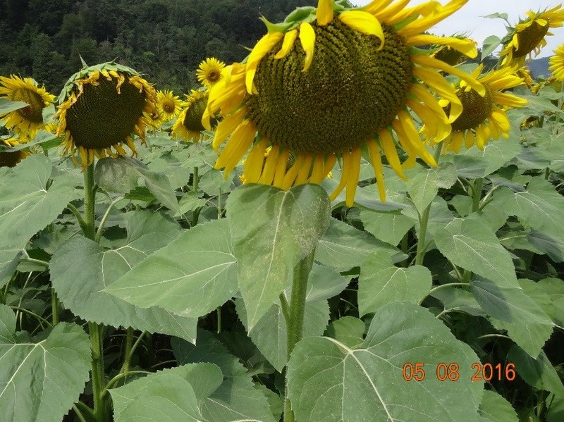 sunflower_22